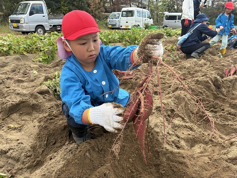 さつまいもが取れた男の子.jpg
