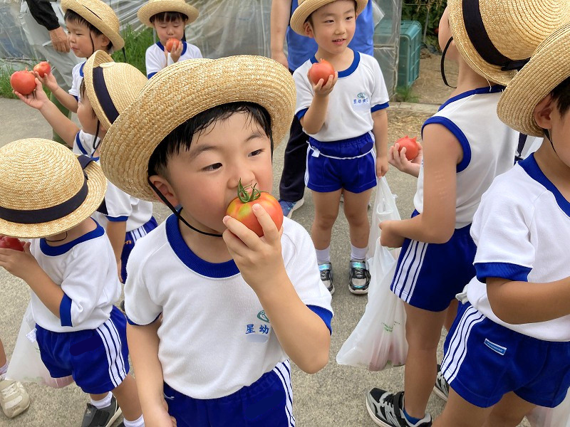トマトガブリ男の子.png