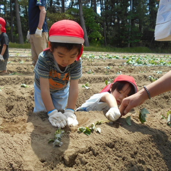 酒田市浜中にて「さつまいも苗植え体験」を行いました - ヤマザワ