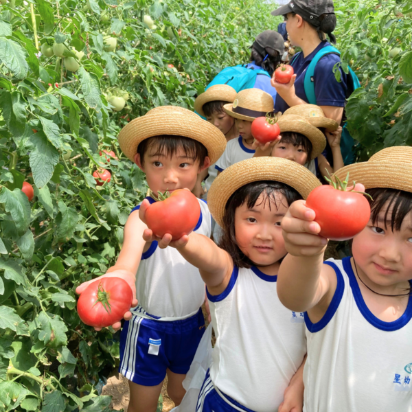 星幼学園 園児と一緒に「完熟トマトの収穫体験」＠山形市七浦
